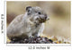 Collared Pika Carrying Mouth Full Of Lichen To Store Wall Mural