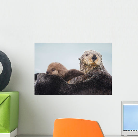 Sea Otter With Snow Covering Fur Holding Newborn Pup Wall Mural