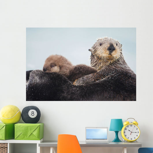 Sea Otter With Snow Covering Fur Holding Newborn Pup Wall Mural