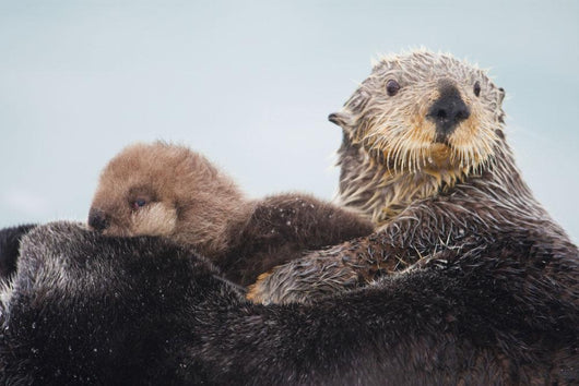 Sea Otter With Snow Covering Fur Holding Newborn Pup Wall Mural