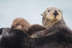 Sea Otter With Snow Covering Fur Holding Newborn Pup Wall Mural