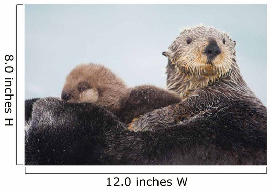 Sea Otter With Snow Covering Fur Holding Newborn Pup Wall Mural
