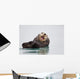 Sea Otter Floating On Back Scratching Head And Yawning Wall Mural
