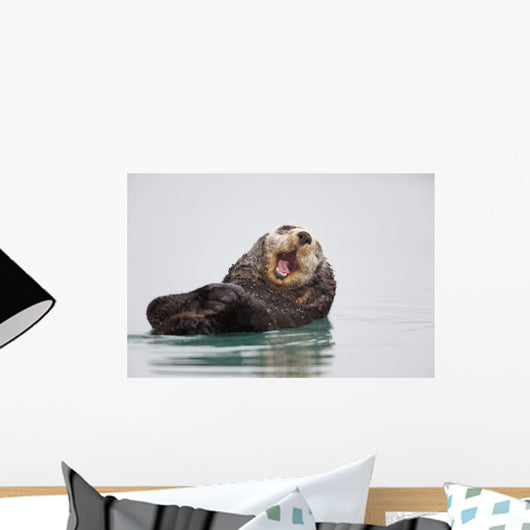Sea Otter Floating On Back Scratching Head And Yawning Wall Mural