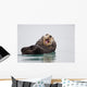 Sea Otter Floating On Back Scratching Head And Yawning Wall Mural