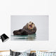 Sea Otter Floating On Back Scratching Head And Yawning Wall Mural