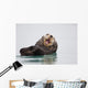 Sea Otter Floating On Back Scratching Head And Yawning Wall Mural