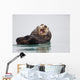 Sea Otter Floating On Back Scratching Head And Yawning Wall Mural