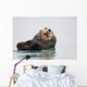 Sea Otter Floating On Back Scratching Head And Yawning Wall Mural