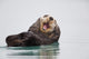 Sea Otter Floating On Back Scratching Head And Yawning Wall Mural