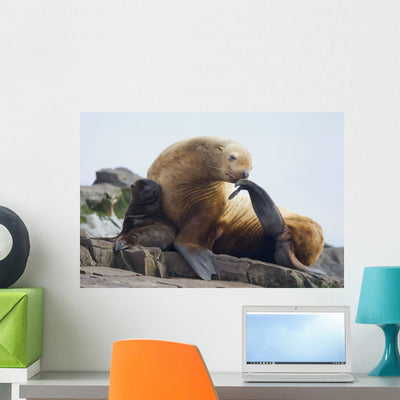 Steller Sea Lion Female Wall Mural shown on a wall