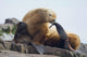 Steller Sea Lion Female And Young Pup Hauled Out Wall Mural