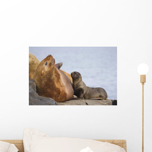 Steller Sea Lion Female And Young Pup Nursing Rock Wall Mural