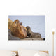 Steller Sea Lion Female And Young Pup Nursing Rock Wall Mural