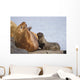 Steller Sea Lion Female And Young Pup Nursing Rock Wall Mural