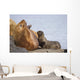 Steller Sea Lion Female And Young Pup Nursing Rock Wall Mural