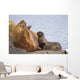 Steller Sea Lion Female And Young Pup Nursing Rock Wall Mural