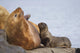 Steller Sea Lion Female And Young Pup Nursing Rock Wall Mural