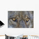Close Up Of Face And Eyes Of A Gray Wolf Wall Mural
