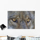 Close Up Of Face And Eyes Of A Gray Wolf Wall Mural