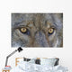 Close Up Of Face And Eyes Of A Gray Wolf Wall Mural