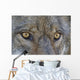 Close Up Of Face And Eyes Of A Gray Wolf Wall Mural