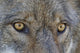 Close Up Of Face And Eyes Of A Gray Wolf Wall Mural