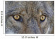 Close Up Of Face And Eyes Of A Gray Wolf Wall Mural