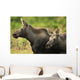 Profile View Of A Moose Cow And Her Calf Wall Mural