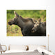 Profile View Of A Moose Cow And Her Calf Wall Mural