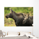 Profile View Of A Moose Cow And Her Calf Wall Mural