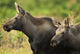 Profile View Of A Moose Cow And Her Calf Wall Mural