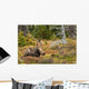 A Cow Moose Rests Wall Mural