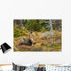 A Cow Moose Rests Wall Mural