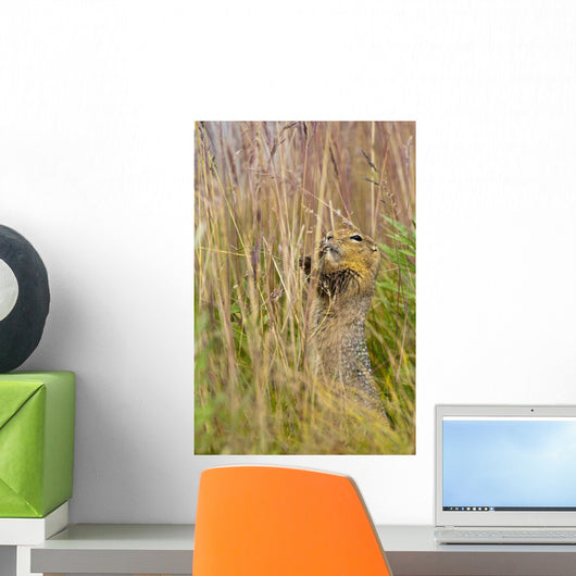 An Arctic Ground Squirrel Feasts On Grass Seeds Wall Mural