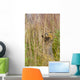 An Arctic Ground Squirrel Feasts On Grass Seeds Wall Mural