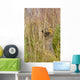 An Arctic Ground Squirrel Feasts On Grass Seeds Wall Mural