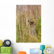 An Arctic Ground Squirrel Feasts On Grass Seeds Wall Mural