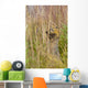An Arctic Ground Squirrel Feasts On Grass Seeds Wall Mural