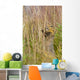 An Arctic Ground Squirrel Feasts On Grass Seeds Wall Mural