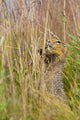 An Arctic Ground Squirrel Feasts On Grass Seeds Wall Mural