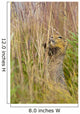 An Arctic Ground Squirrel Feasts On Grass Seeds Wall Mural