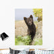 Adult Arctic Fox Guarding The Den Wall Mural