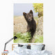 Adult Arctic Fox Guarding The Den Wall Mural