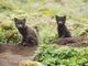 Two Arctic Fox Kits Sitting Near Their Den Wall Mural