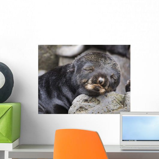 Close Up Portrait Of A Sleeping Northern Fur Seal Pup Wall Mural