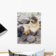 Portrait Of A Northern Fur Seal Female With Her Pup Wall Mural
