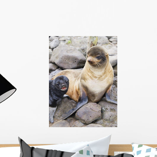 Portrait Of A Northern Fur Seal Female With Her Pup Wall Mural