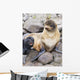 Portrait Of A Northern Fur Seal Female With Her Pup Wall Mural