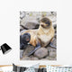 Portrait Of A Northern Fur Seal Female With Her Pup Wall Mural